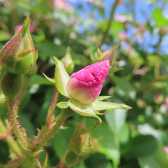 春にノイバラがピンク色の花を咲かせています
