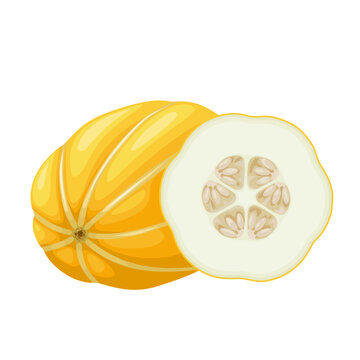 Vector illustration, Chamoe melon, or Korean melon, isolated on white background.
