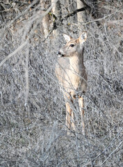 Deer in the Bushes