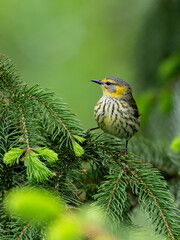 Female Cape May Warbler on spruce tree in Spring