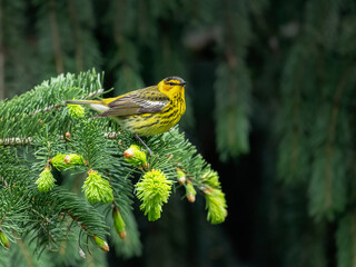 Male Cape May Warbler on spruce tree in Spring