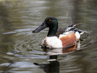 Male Northern Shoveler with reflection swimming in green water