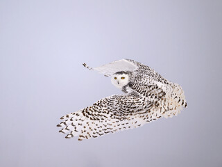 Female Snowy Owl in flight on snowy day in Winter