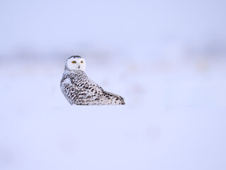 Female Snowy Owl sitting on snow 