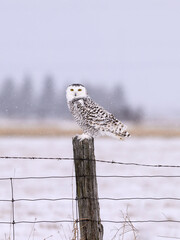 Female Snowy Owl on farm fence post in Winter