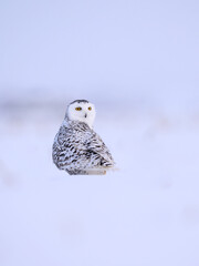 Female Snowy Owl sitting on snow 