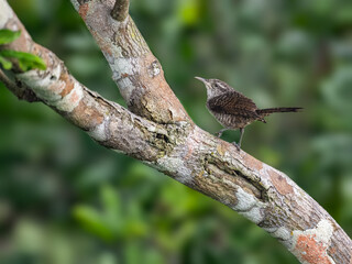 Thrush-like Wren on tree trunk in Ecuador
