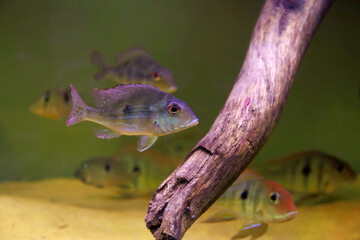 Red Head Tapajos freshwater fish - Geophagus sp.