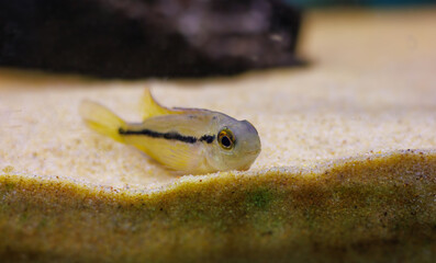 Macaw Nicaraguense Cichlid fish - (Hypsophrys nicaraguensis)