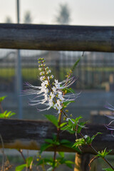 The purplish white cat's whisker flower (Orthosiphon aristatus) is an alternative ingredient for traditional herbal medicine