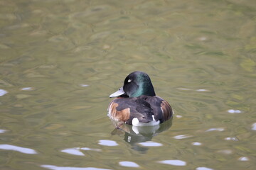 Baer's pochard or Siberian pochard or Siberian white-eye (Aythya baeri) male in Japan