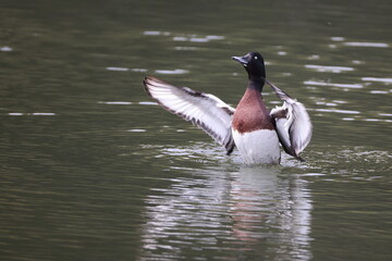 Baer's pochard or Siberian pochard or Siberian white-eye (Aythya baeri) male in Japan