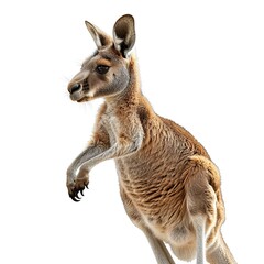 hyperrealistic dynamic action, jumping kangaroo, extremely bright white background