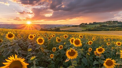 Obraz premium Sunset over a sunflower field 