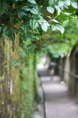 鮮やかな緑の葉が垂れ下がる壁がある狭い通り