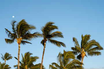 Romantic sky in paradise, moon and palm trees in reflected warm light of setting sun against a clear blue sky
