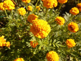 Marigold flowers.
