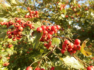 Ripe hawthorn berries.