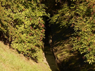 Drainage ditch and elderberry bushes.