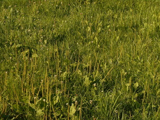 City lawn with wild vegetation.