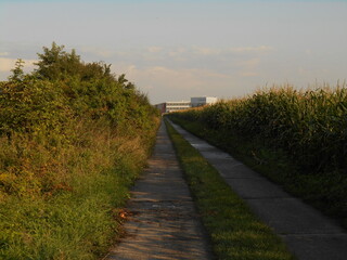 Dirt road, wild vegetation, bushes.