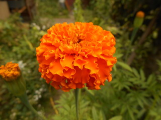 Marigold flowers.