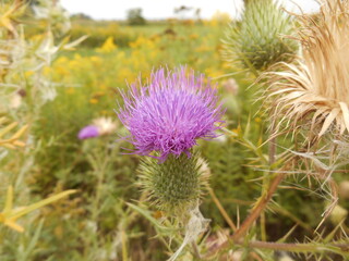 Cirsium vulgare, the spear thistle, bull thistle, or common thistle. Flowers in nature.