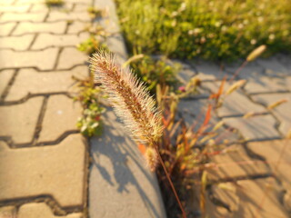 Vegetation on the sidewalk