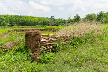 Dig bamboo dry tree.,  cut root for use to plant, Bamboo trunks , lay  down, died tree,