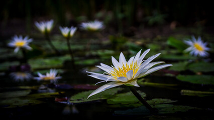 White, purple flowers, yellow stamens of Nymphaea stellata Willd., family name Nymphaeaceae, that...