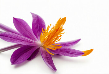 Saffron crocus flower, isolated on a white background