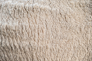 Full frame shot of Merino wool texture and background. Merino wool comes from Merino sheep.