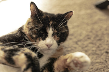 A lovely cat, in her element. 