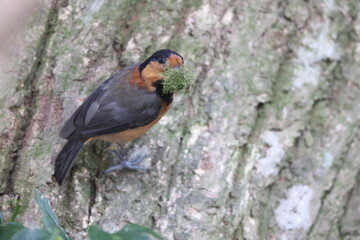 Owston's Varied Tit (Sittiparus owstoni) in Miyake island, Japan