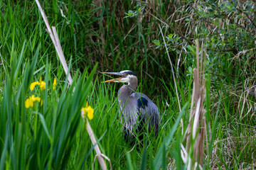 Great Blue Heron Hunting In Spring