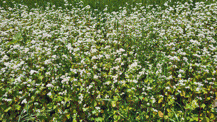 field of flowers