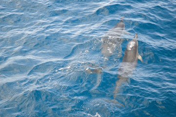 Obraz premium Graceful Hawaiian Spinner Dolphins in Tropical Waters