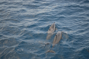 Hawaiian Spinner Dolphins Swimming in Clear Blue Water