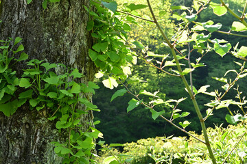 生命力を感じさせる若葉