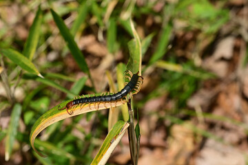最大級の日本産ムカデ　トビズムカデ