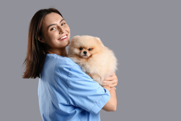 Female veterinarian with cute Pomeranian dog on grey background