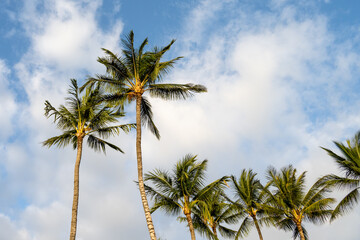 Bright light of day on a palm tree with a blue sky and white clouds behind, as a tropical nature background
