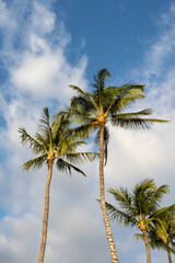 Bright light of day on a palm tree with a blue sky and white clouds behind, as a tropical nature background
