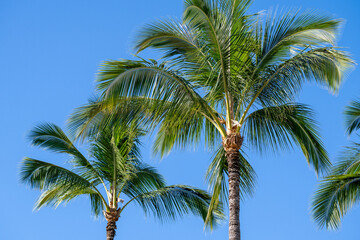 Fresh clean air in a clear blue sky with the green fronds of palm trees in the sun, as a tropical nature background
