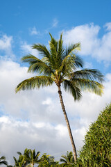 Bright light of day on a palm tree with a blue sky and white clouds behind, as a tropical nature background
