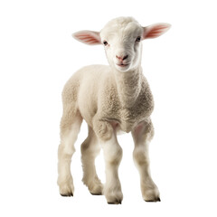 Obraz premium white lamb