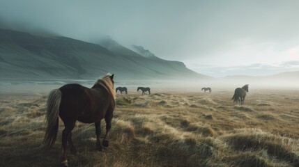 Horse in Iceland. Wild horses in a group. Horses on the Westfjord in Iceland. Composition with wild...