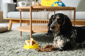 Cute cocker spaniel with Hamantaschen cookies for Purim holiday at home, closeup
