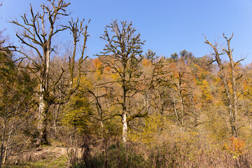 Fototapeta premium Large trees are covered with green moss.