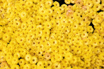 Lots of yellow flowers in the park.